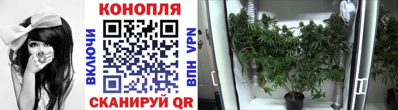 Купить  Нолинск  Каннабис конопля 